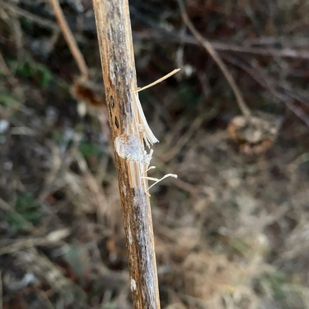 Testing the Brush Gun Myth Lucky Gunner Lounge